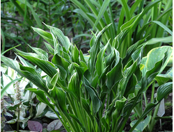 Хоста Прэйинг Хэндс (Praying Hands)«Молящиеся Ручки»