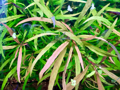 Гигрофила иволистная (ветка)