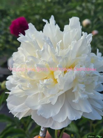 Paeonia Cheddar cheese