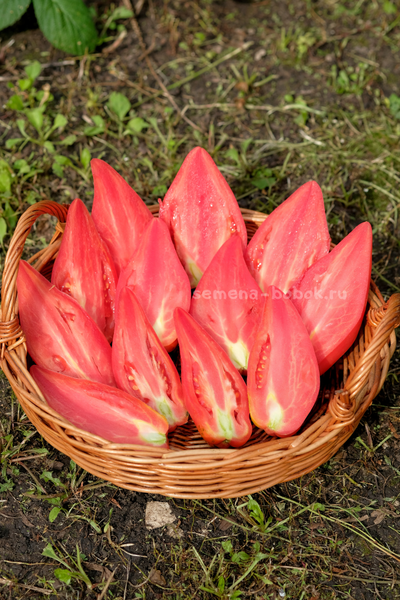 Томат Тюльпан Розовый, 5 шт