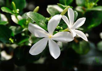 Карисса/ Carissa macrocarpa (Carissa grandiflora)