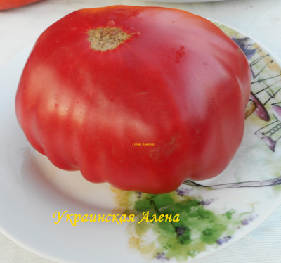 Томат Украинская Алена (Olena Ukrainian)