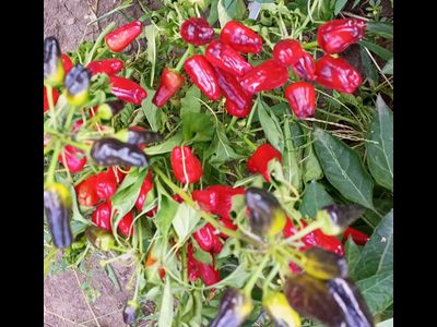 Перец острый Турецкий цветок (Turkish Flower)