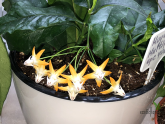 Hoya Multiflora ‘orange flowers’
