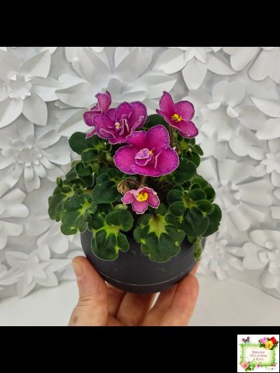 Ma&#039;s Melody Girl (O. Robinson) (гёрл-лист)