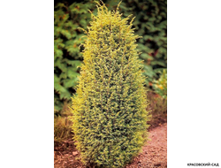 Можжевельник обыкновенный Голд Кон - Gold Cone