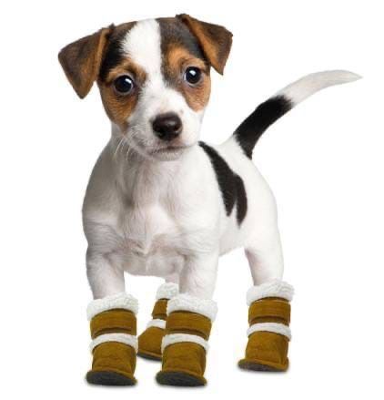 Собака в ботинках