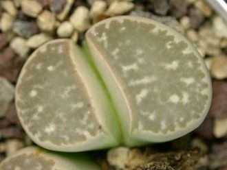 Lithops geyeri C274 - 5 семян