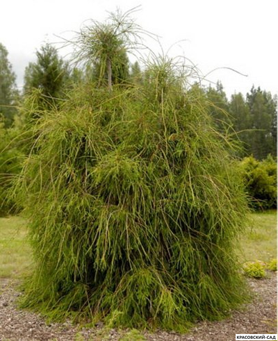 Туя Филиформис - Filiformis