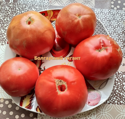 Томат Болгарский гигант (Bulgarian giant)
