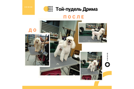 Той-пудель ДРИМА