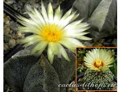 Astrophytum MY 4c Х AS hybr. - 5 семян