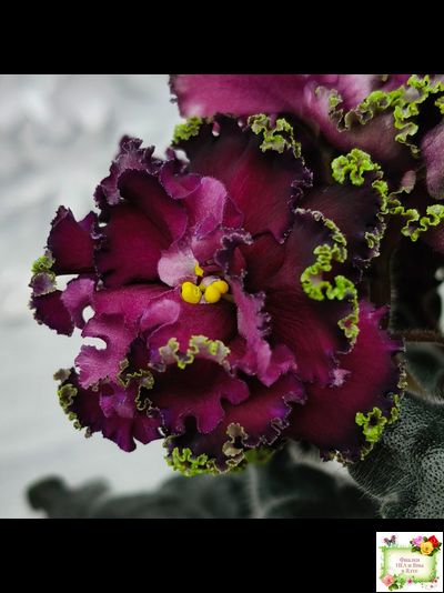 ПТ-Мерло Люкс (Т. Пугачева)