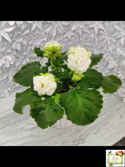 ЕК-Изумрудные Розы (Е.Коршунова) 2018 г.