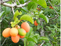 Ксимения (Ximenia Perrieri) Organic (нераф) 10 мл - базовое масло