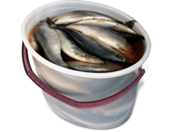 Сельдь Рублевская 500+ (ведро 13 кг)