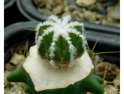 Aztekium hintonii (d=15 мм)