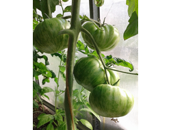 Семена томата План 9 из открытого космоса