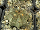 Astrophytum capricorne (D=50мм) колючки