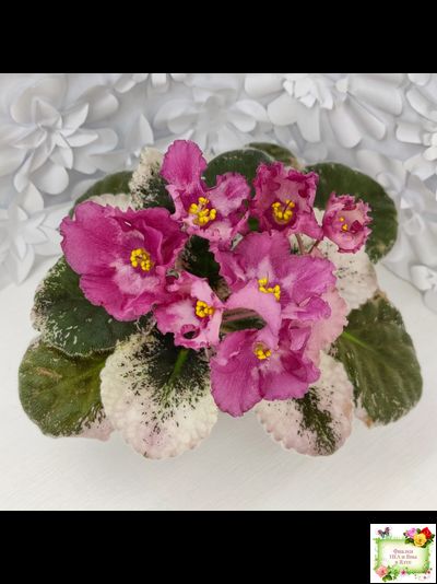 Aftershock (P. Sorano)