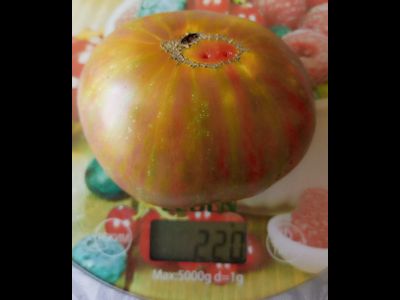 Томат Мятные полосы (Dwarf Peppermint Stripes)