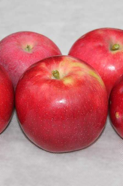 Яблоня Слава победителям (летн.)