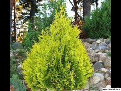 Туя Санкист - Sunkist