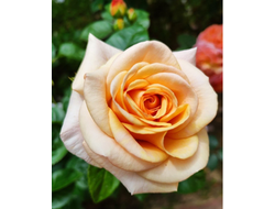 Circle of Life (Круг Жизни) фл