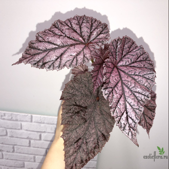 Бегония Tingley Mallet / Begonia incarnata var. purpurascens х Begonia Eldorado