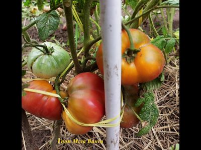 Томат Гном Мгла Винса (Dwarf Vince’s Haze)