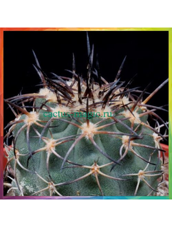 Neoporteria copiapoides 'chalaensis'