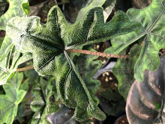 Алоказия Жаклин / Аlocasia Jacklyn