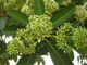 Альстония / Alstonia scholaris
