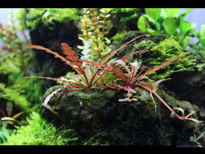 Средний план - HYGROPHILA PINNATIFIDA/ ГИГРОФИЛА ПИННАЦИФИДА (меристемная)