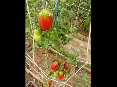 Томат Длинные из Ковеля