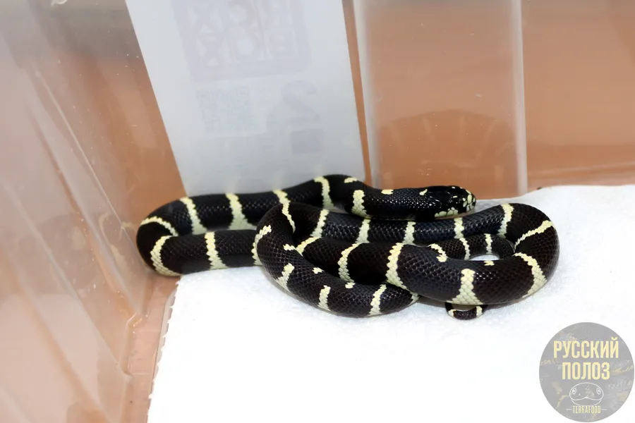 Змея королевская, Lampropeltis
