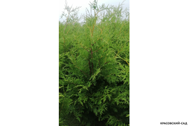 Брабант в поле