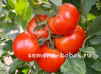 Томат Андромеда F1, 10 шт