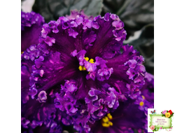 НД-Магнитная Аномалия Люкс (Н. Данилова-Суворова)