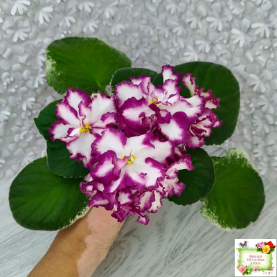 ВаТ-Волшебная Сказка (Т.Валькова) 2019 г.