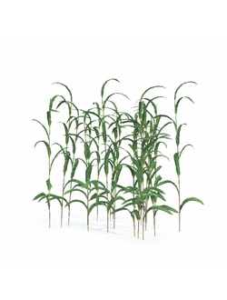 водные Камыш 045