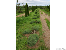 Ниваки - Бонсай садовый Можжевельник Пфитцериана Глаука