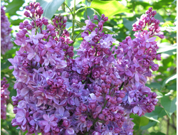 Утро России