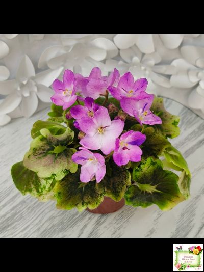 АВ-Почемучка (Фиалковод) 2020 г. (гёрл-листья с кроновой пестролистностью)