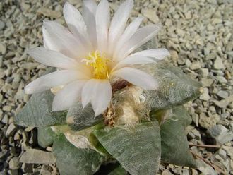 Ariocarpus retusus - 5 семян