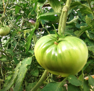 Семена томата Японка