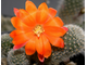 Rebutia hybr.orange - 5 семян