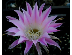 Echinopsis hybrid `Ave Maria` x Echinopsis hybr.- 5 семян