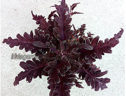 Колеус Зимняя Вишня