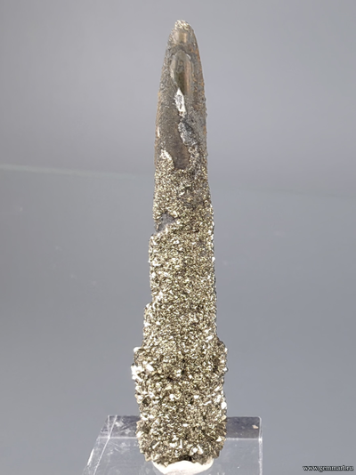 Пирит на белемните. КЧР. Россия. 49*12*10мм